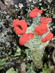 Cladonia cristatella