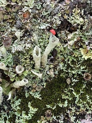 Cladonia cristatella