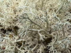 Cladonia portentosa