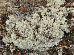 Cladonia portentosa
