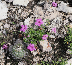 Ruellia hirsutoglandulosa