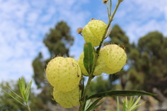 Asclepiadinae