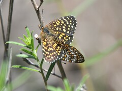 Texola elada ulrica
