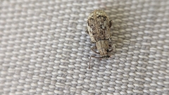 Pseudoedophrys hilleri