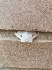Sericoptera