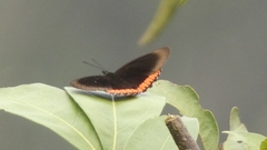 Biblis hyperia