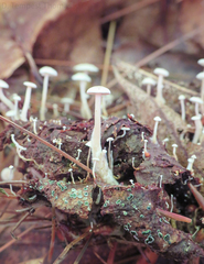 Collybia