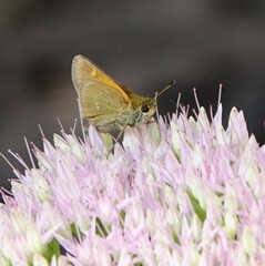 Polites themistocles