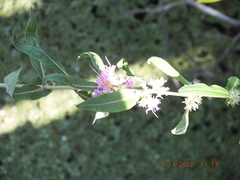 Decodon verticillatus