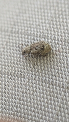 Pseudoedophrys hilleri