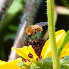 Sparnopolius confusus