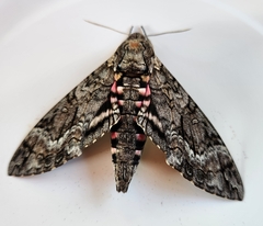 Agrius cingulata