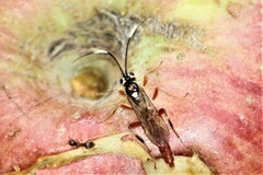 Cratichneumon