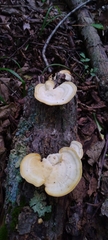 Trametes elegans