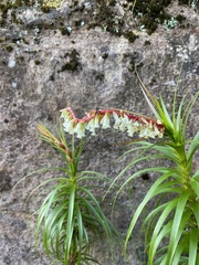 Dracophyllum secundum