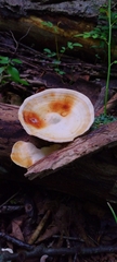 Trametes elegans