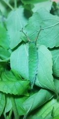 Hestina assimilis