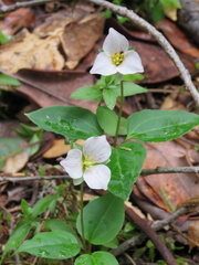 Pseudotrillium rivale