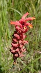 Dichromanthus cinnabarinus