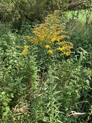 Solidago canadensis
