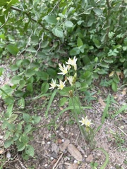 Nothoscordum