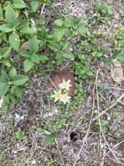 Nothoscordum