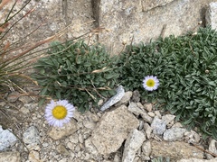 Erigeron algidus