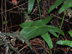 Peltandra virginica