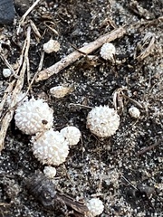 Lycoperdon curtisii