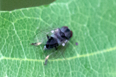 Platypezidae