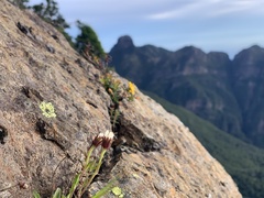 Aster takasagomontanus
