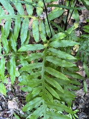 Woodwardia areolata