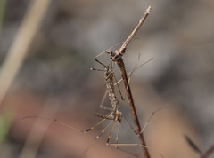 Tasiocera