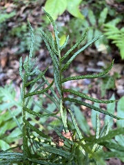 Woodwardia areolata