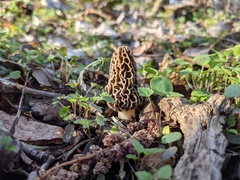 Morchella americana