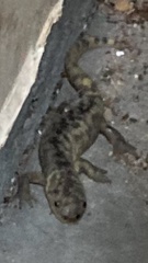 Ambystoma mavortium