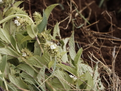 Lepechinia caulescens