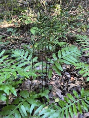 Woodwardia areolata