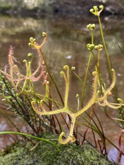 Drosera binata