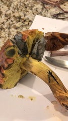 Boletus subluridellus