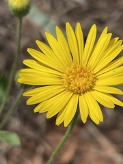 Heterotheca