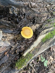 Gymnopilus