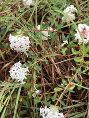Pimelea ligustrina ligustrina