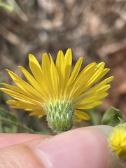 Heterotheca