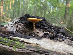 Gymnopilus