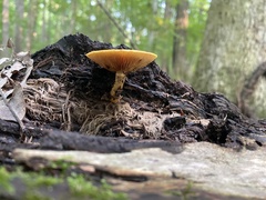 Gymnopilus
