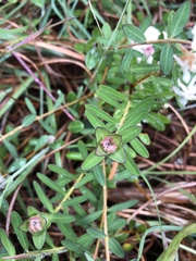 Pimelea ligustrina ligustrina