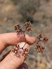 Chorizanthe stellulata