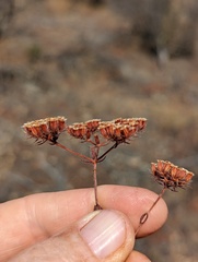 Chorizanthe stellulata