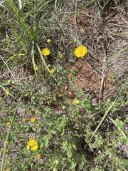 Heterotheca